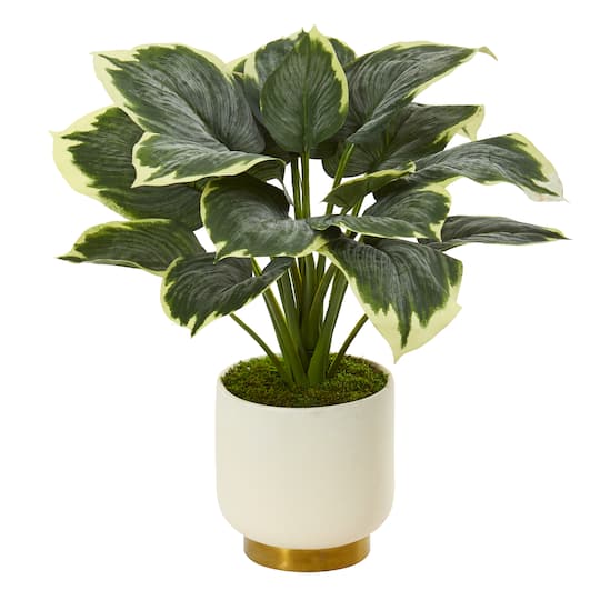22&#x22; Variegated Hosta in Cream Planter with Gold Base